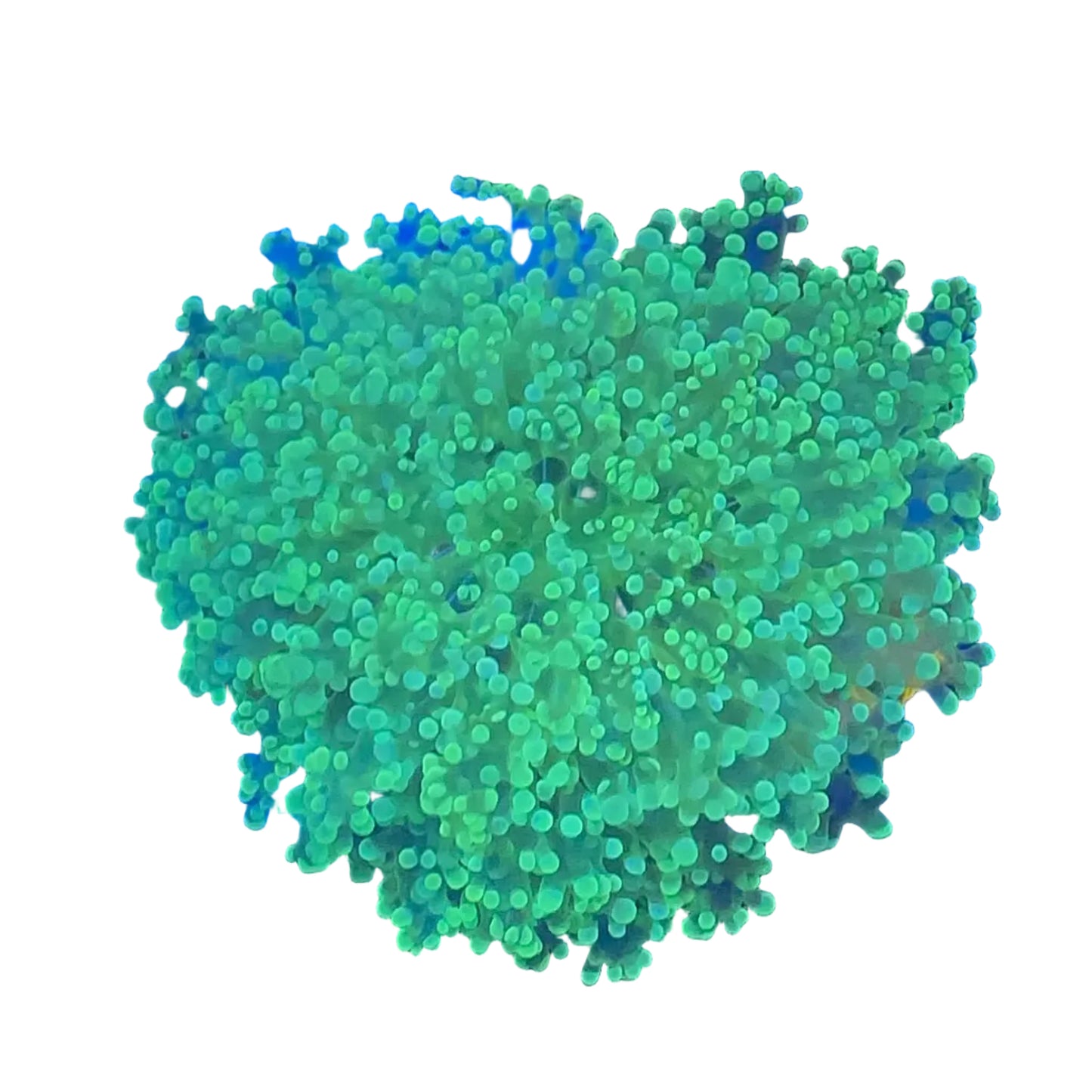 Frogspawn