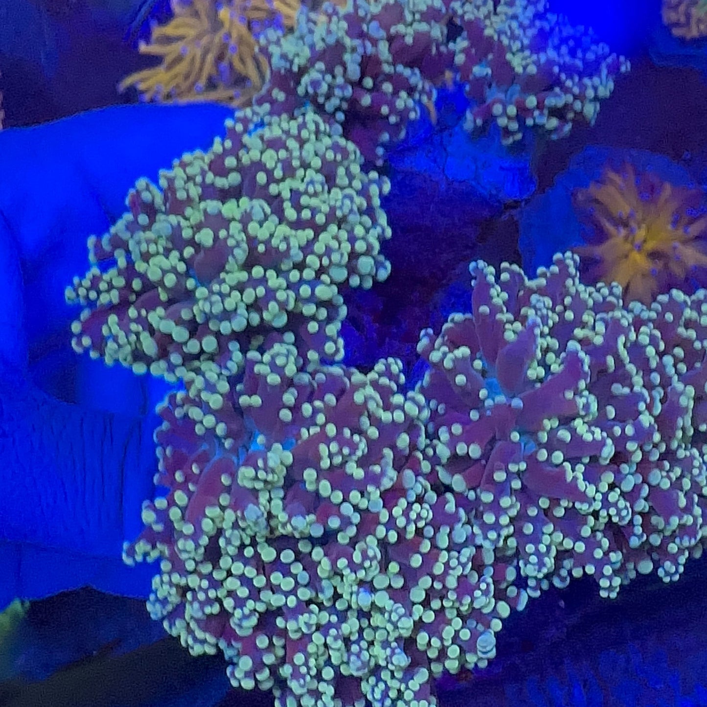Frogspawn Branch