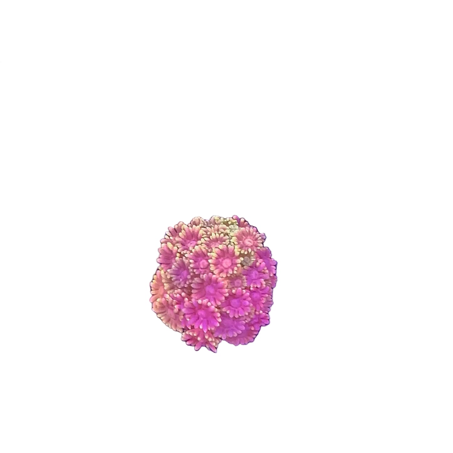 Goniopora Multicolor