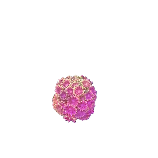 Goniopora Multicolor