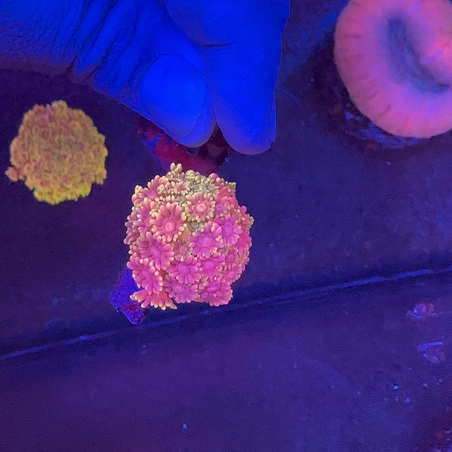 Goniopora Multicolor