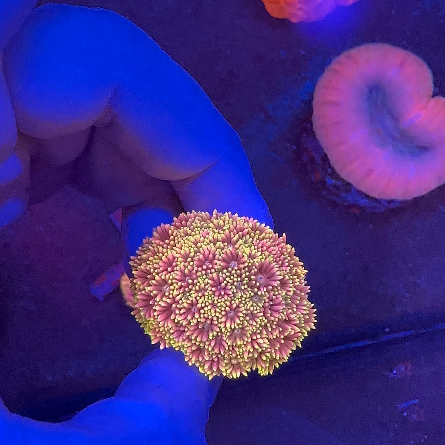 Goniopora Rainbow
