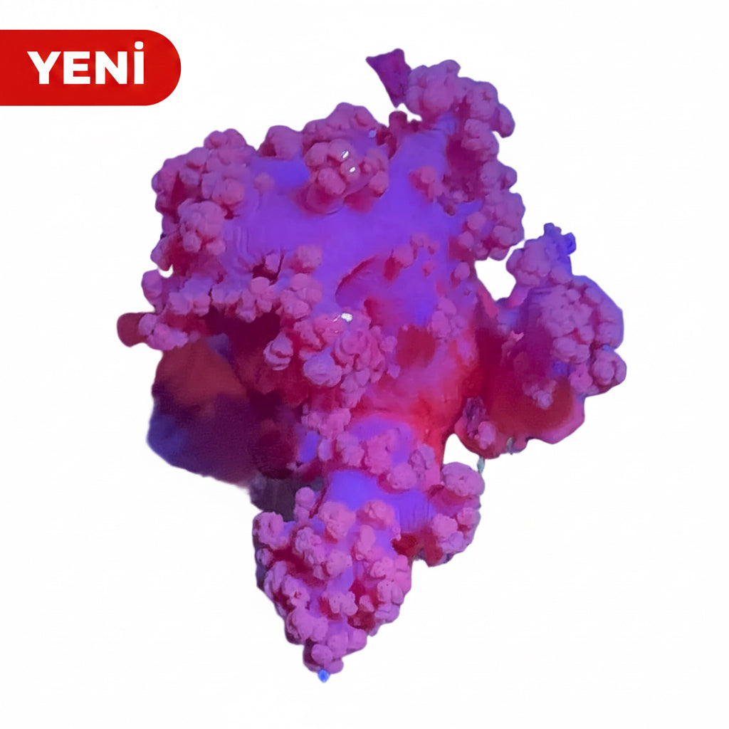 Pink Cauliflower Coral