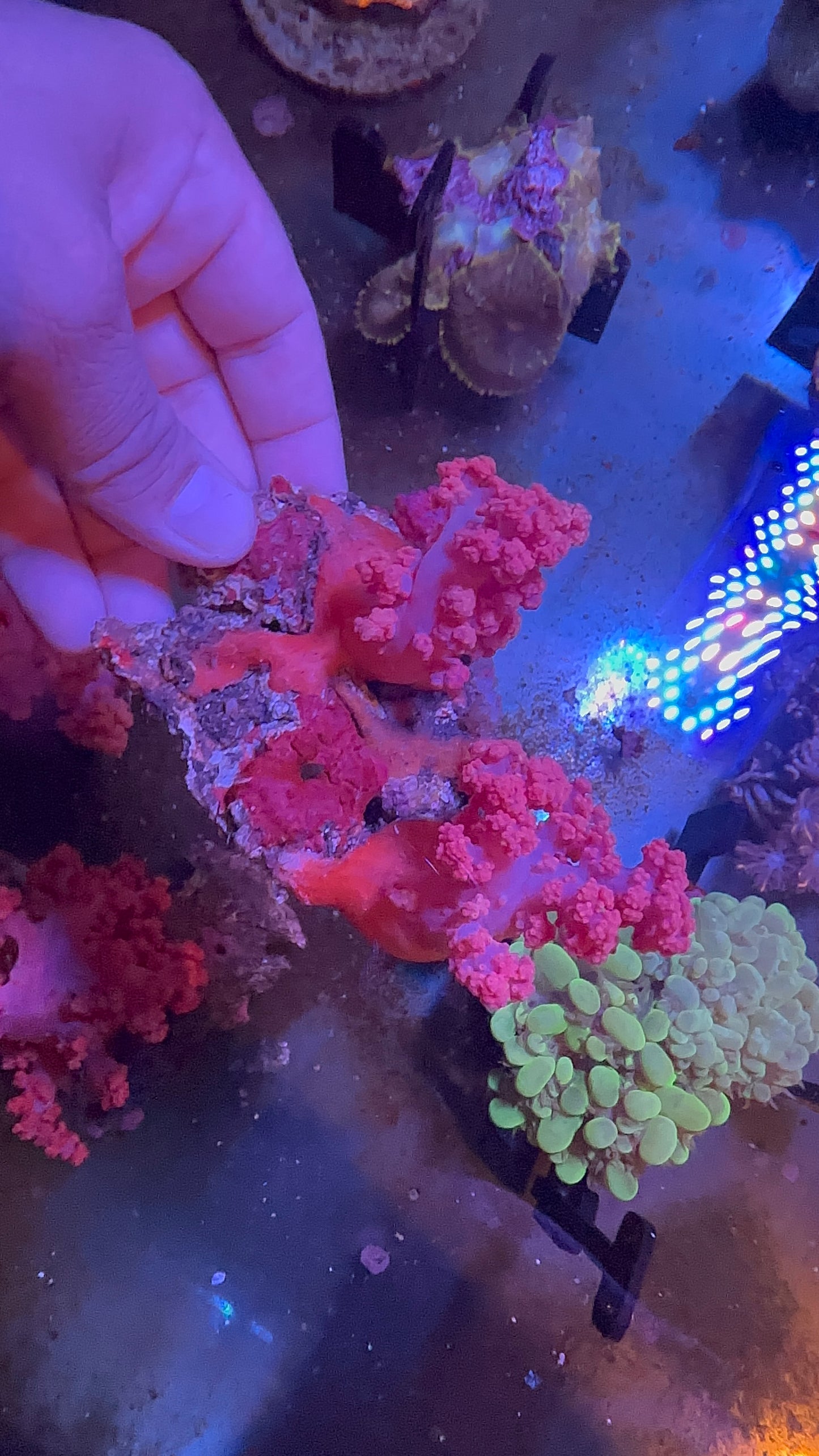 Pink Cauliflower Coral