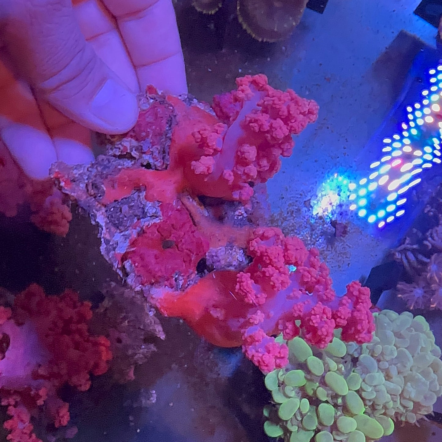 Pink Cauliflower Coral