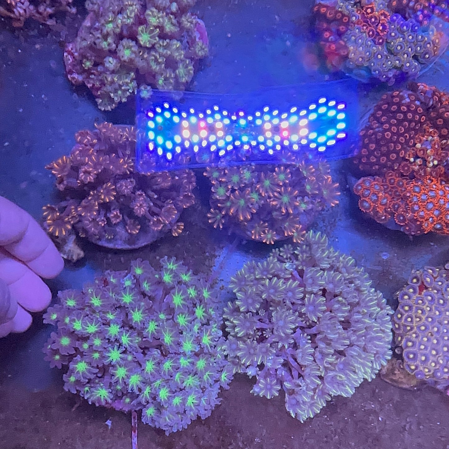 Glove Polyp