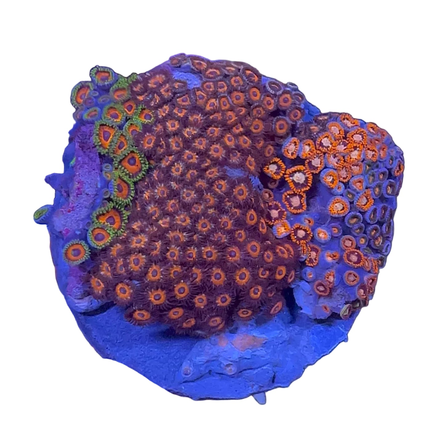Zoanthus Mix Koloni