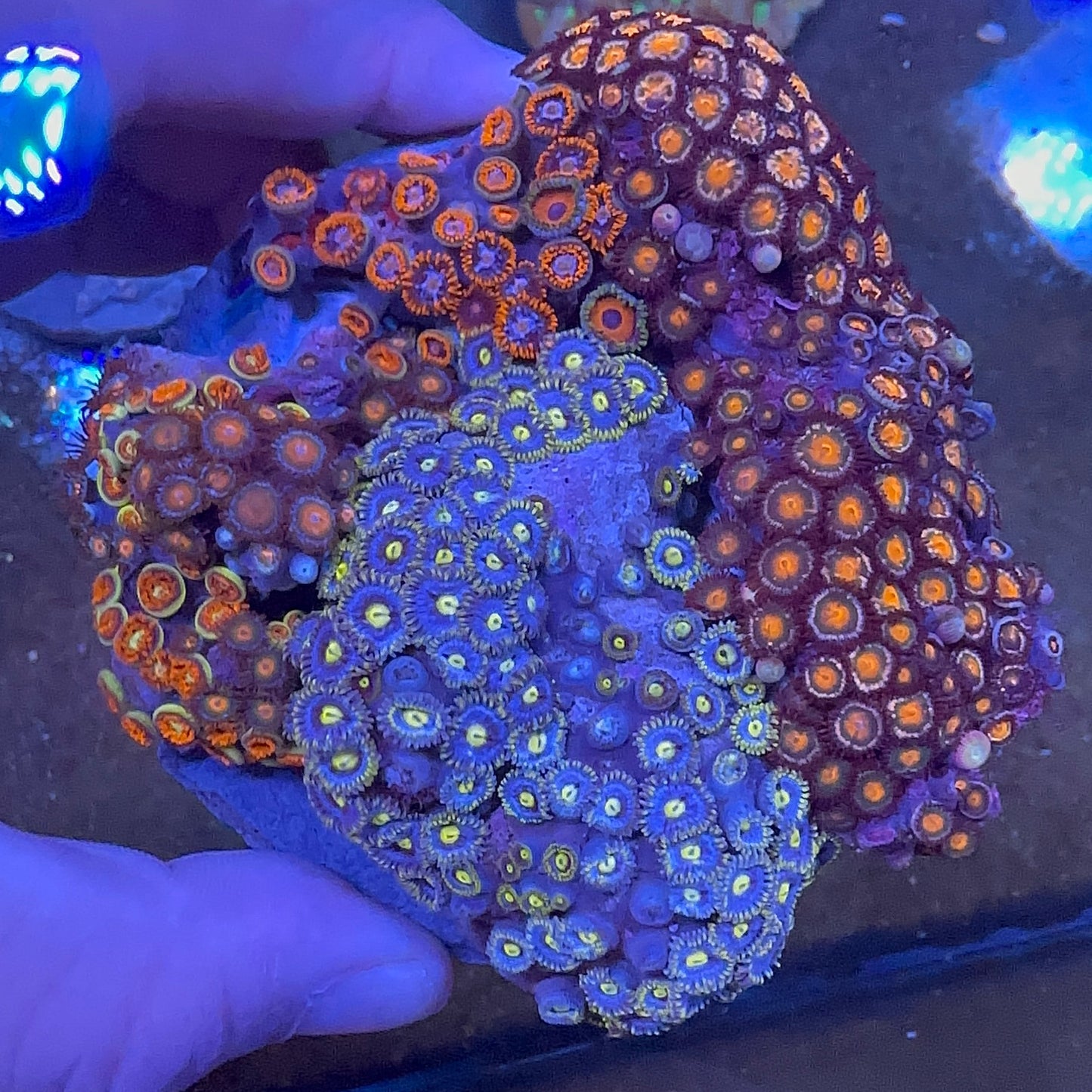 Zoanthus Mix Koloni