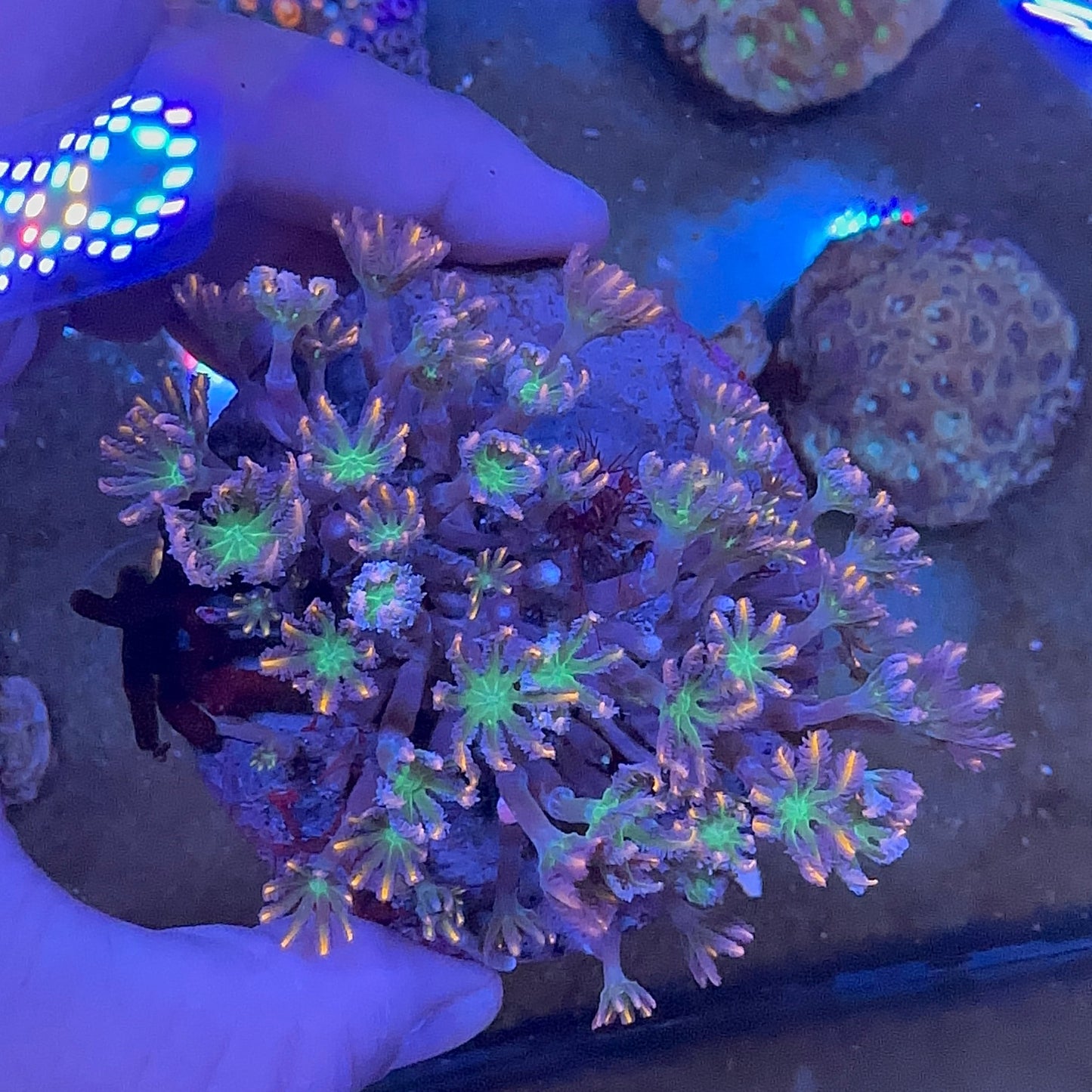 Glove Polyp