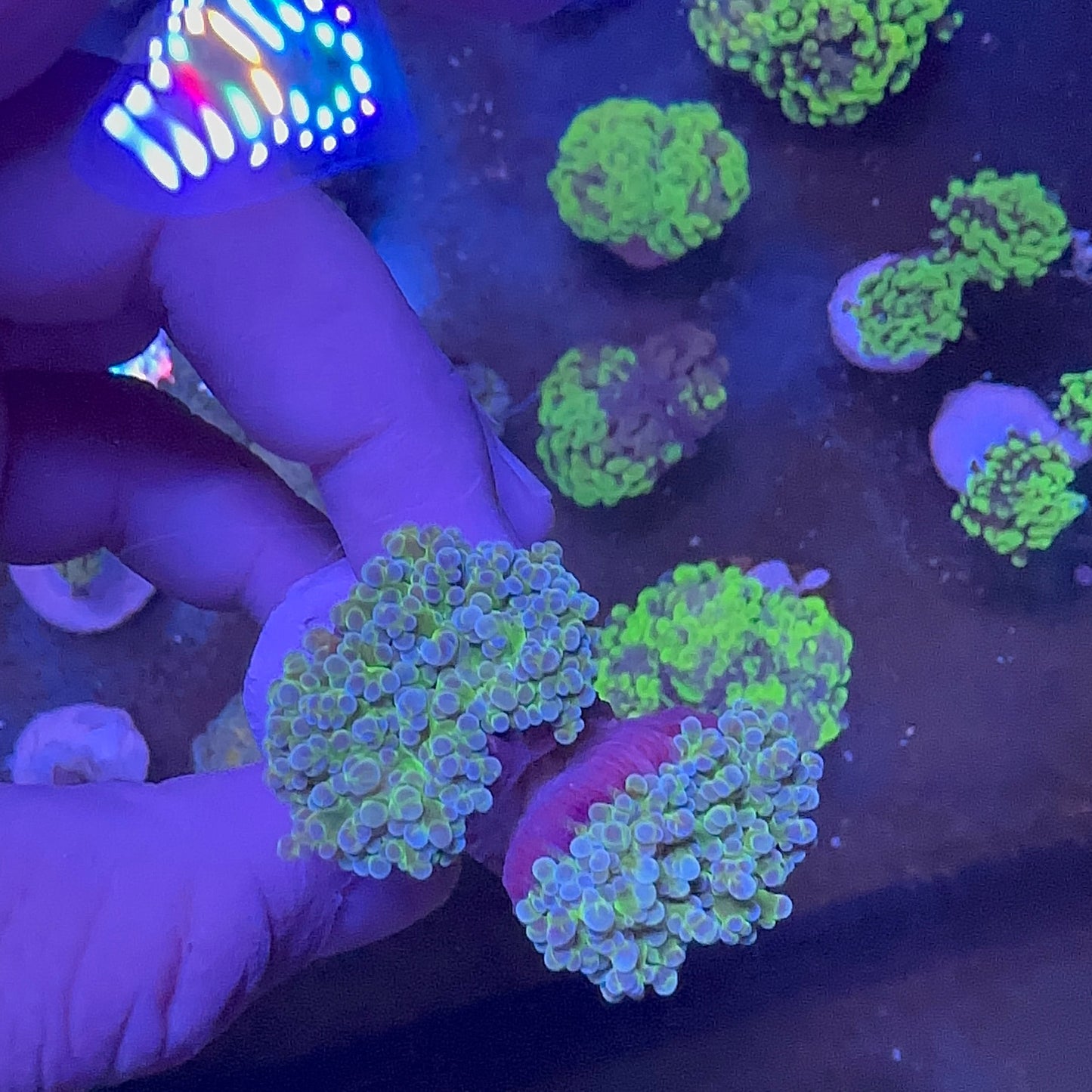 Frogspawn Branch