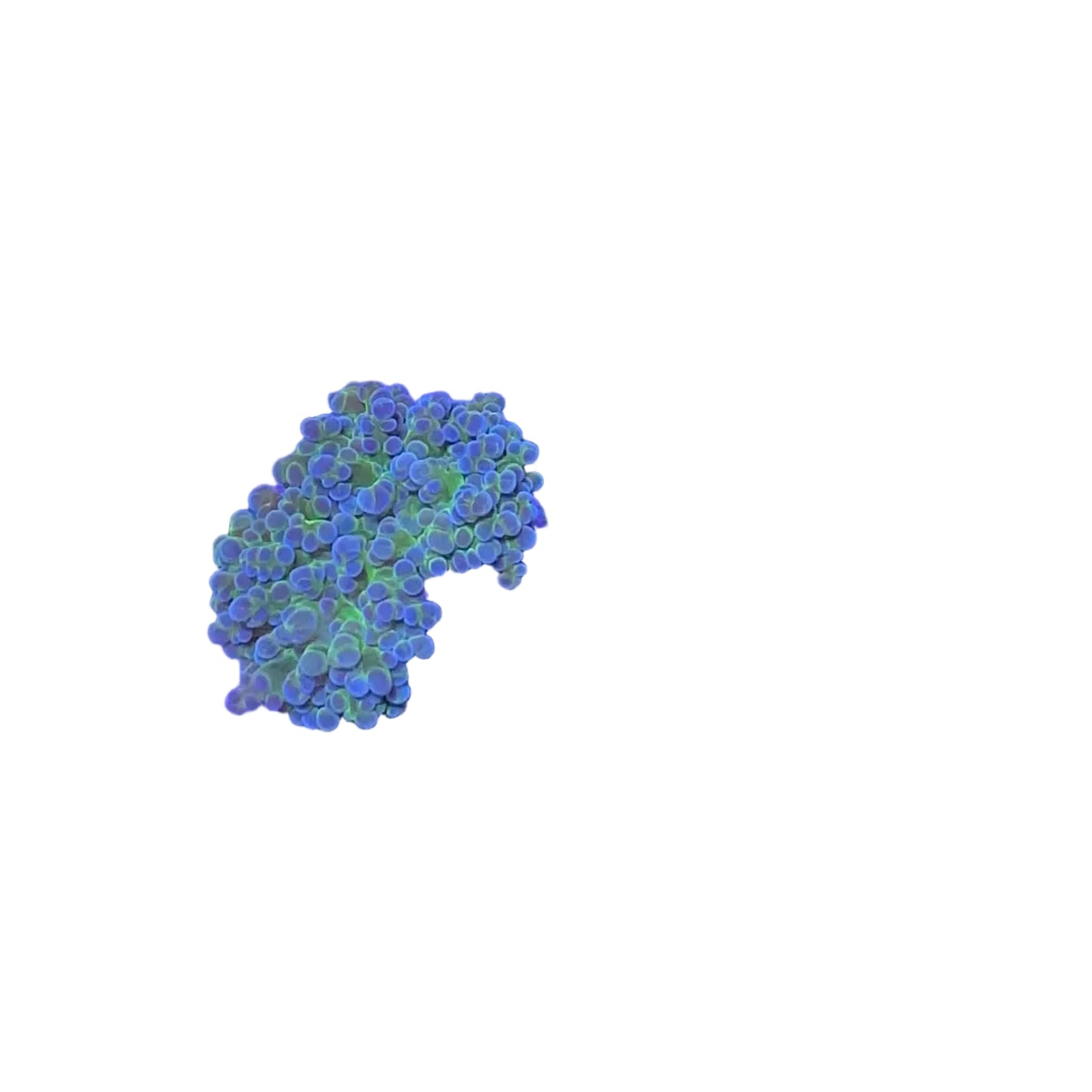 Frogspawn Branch