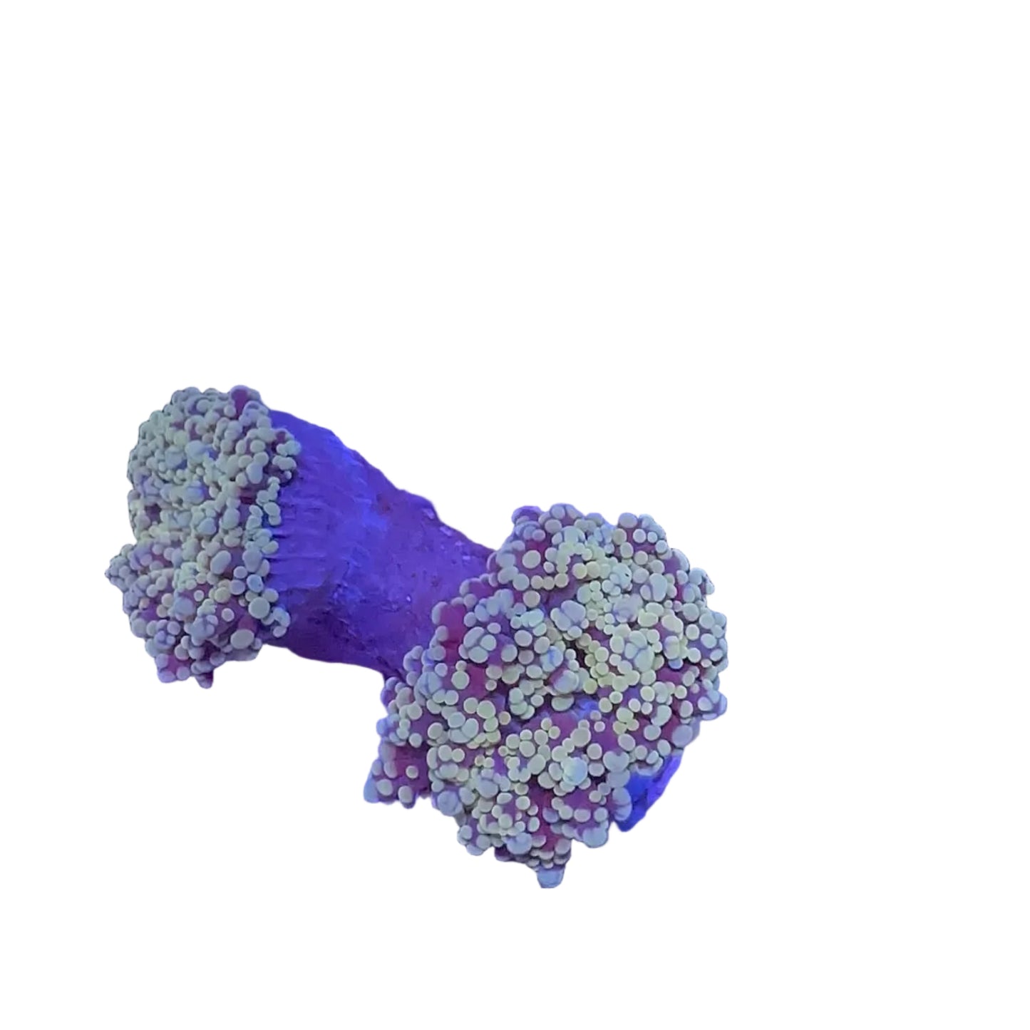 Frogspawn Branch