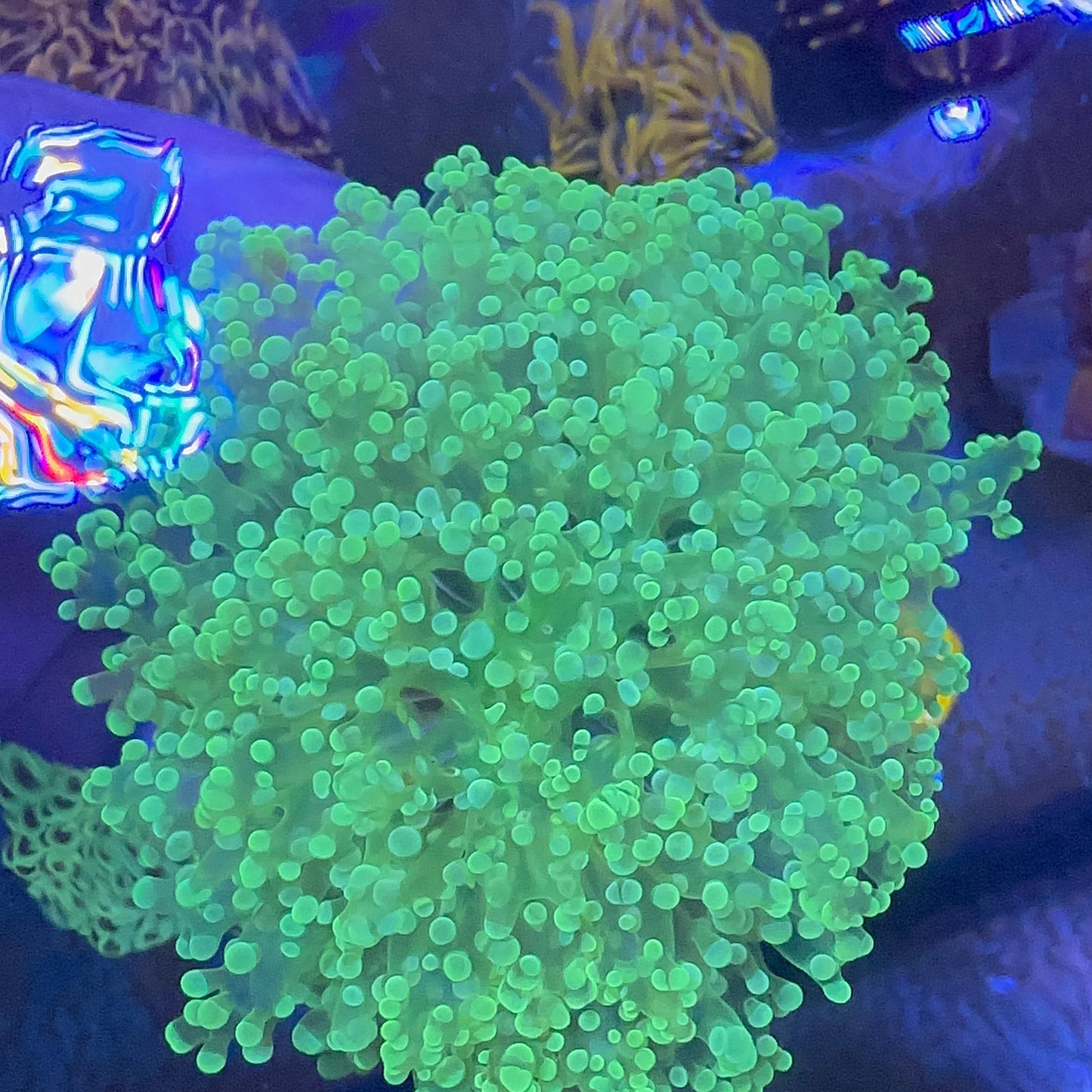 Frogspawn