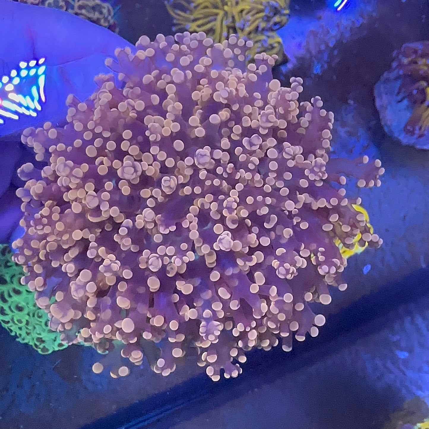 Frogspawn