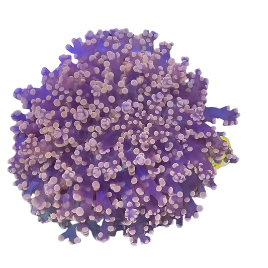 Frogspawn