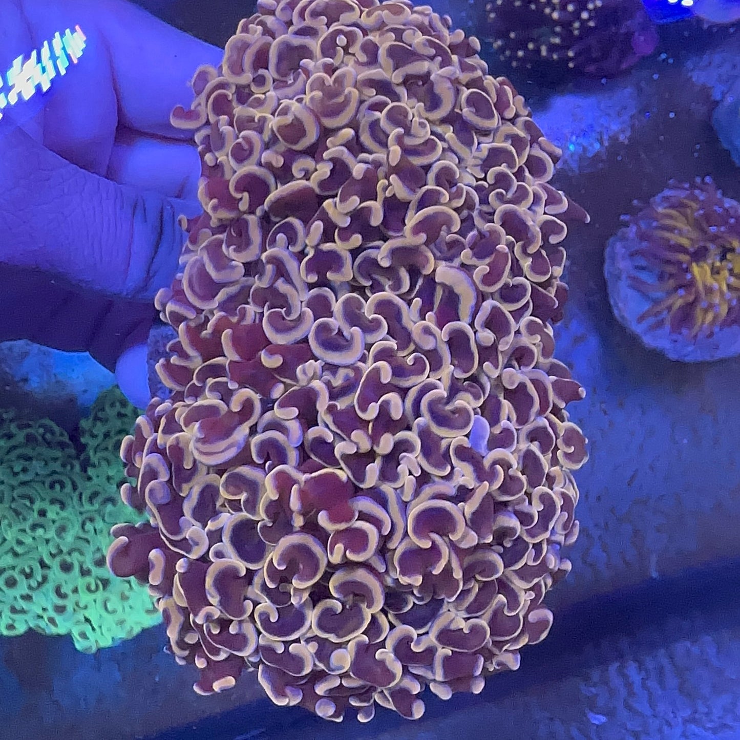 Wall Hammer Gold