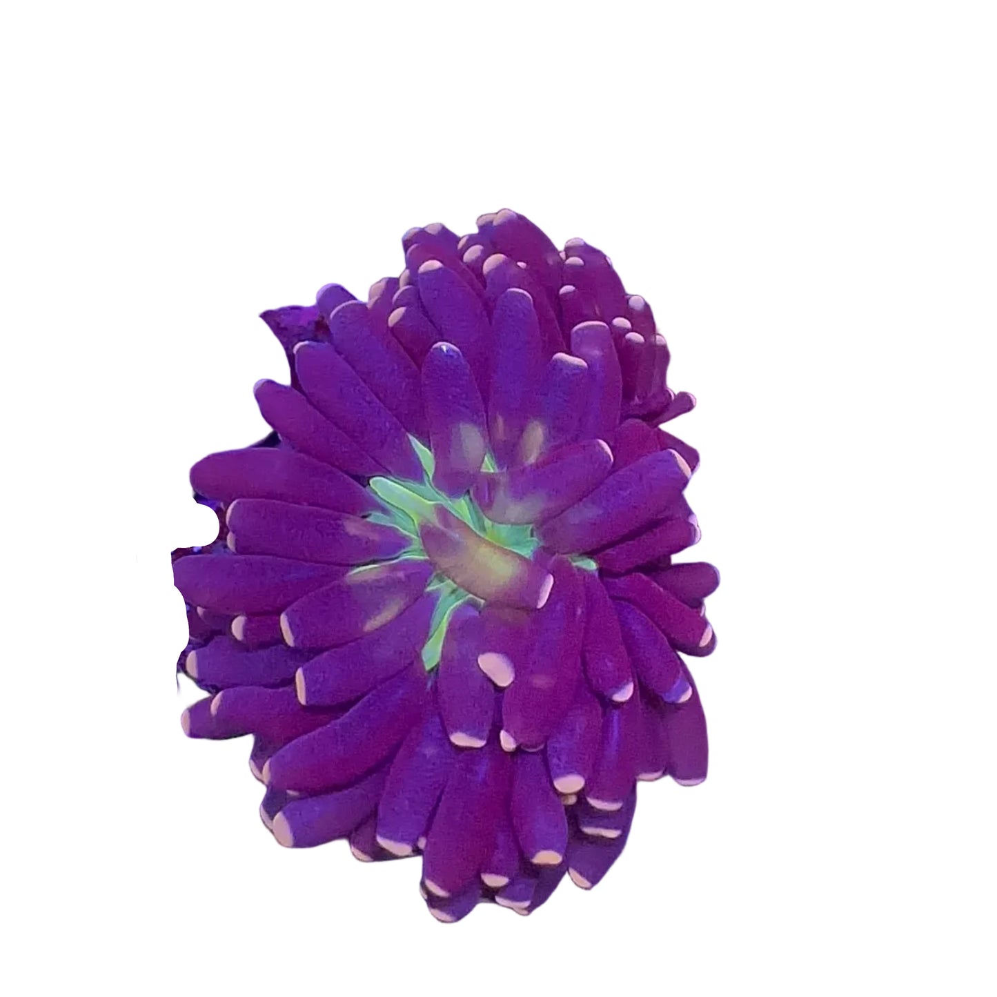 Cristata Black- Green Torch 2 Kafa