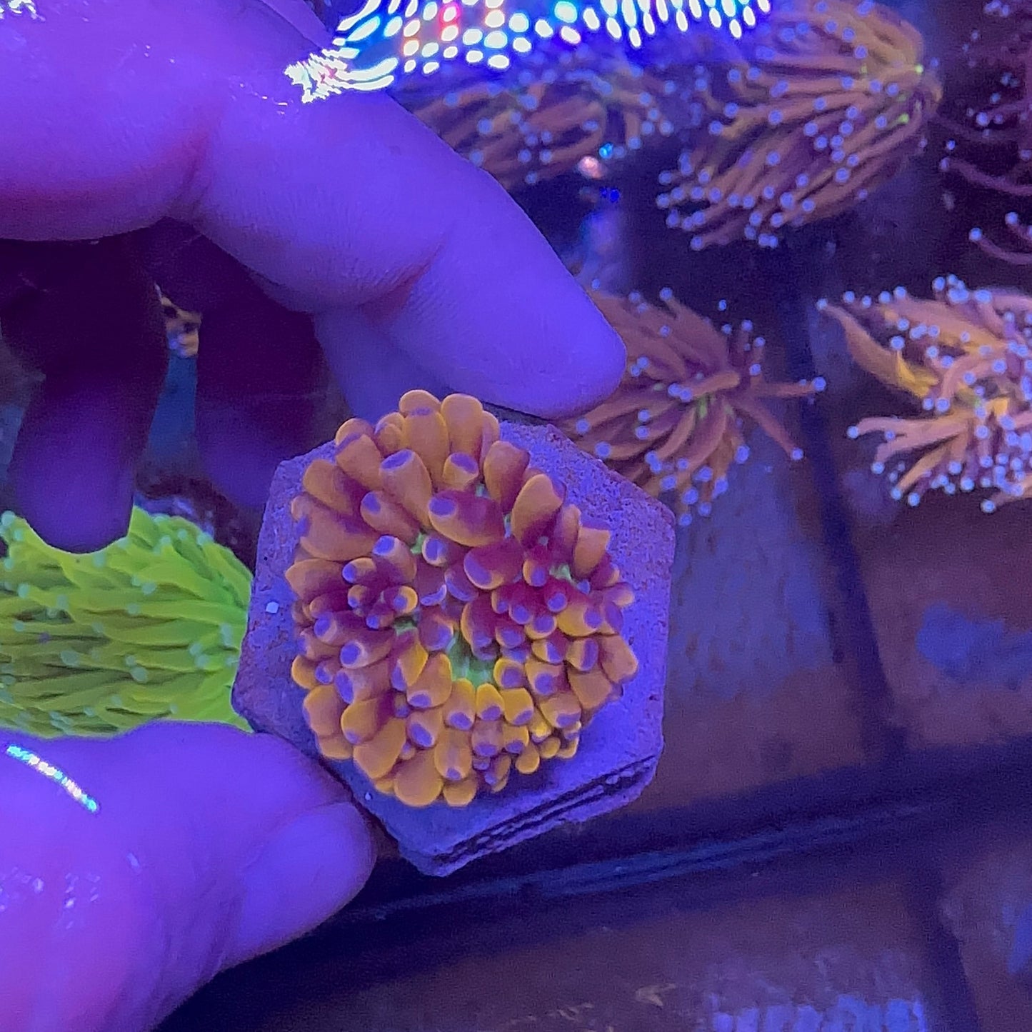 Cristata Gold Torch