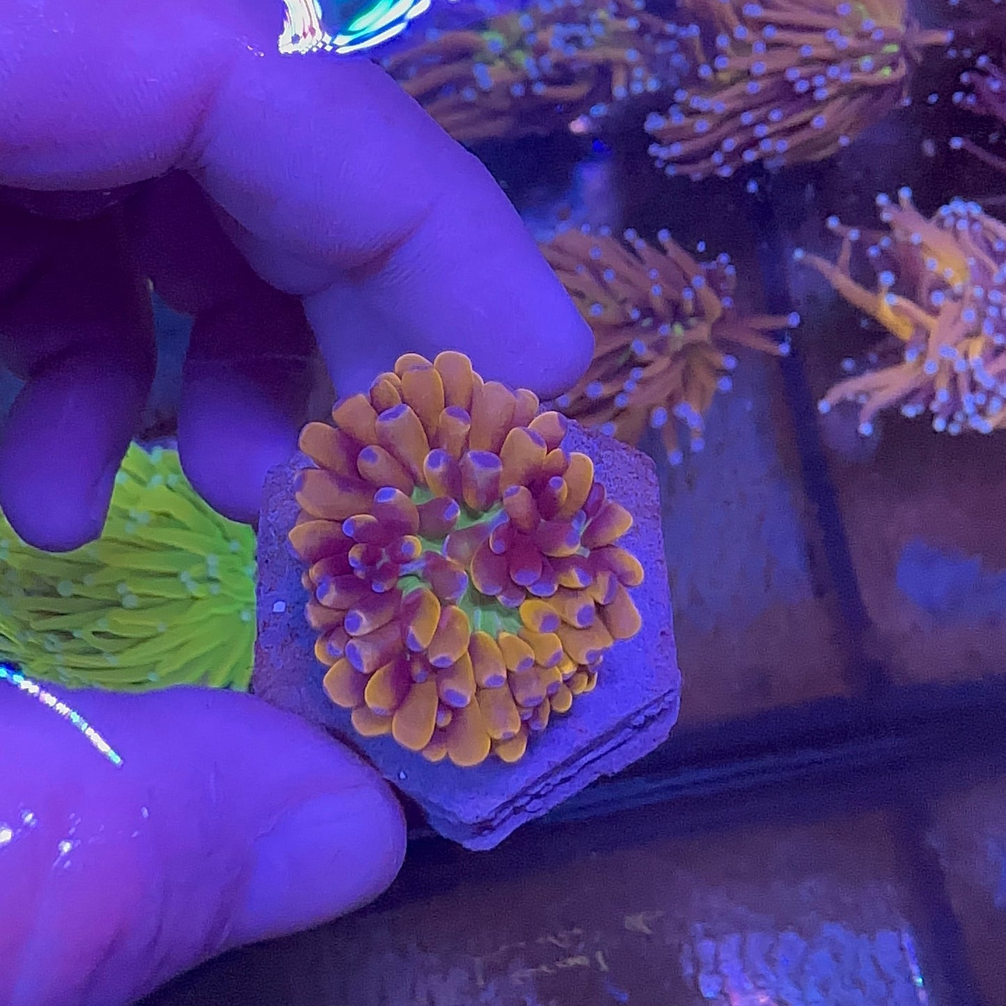 Cristata Gold Torch