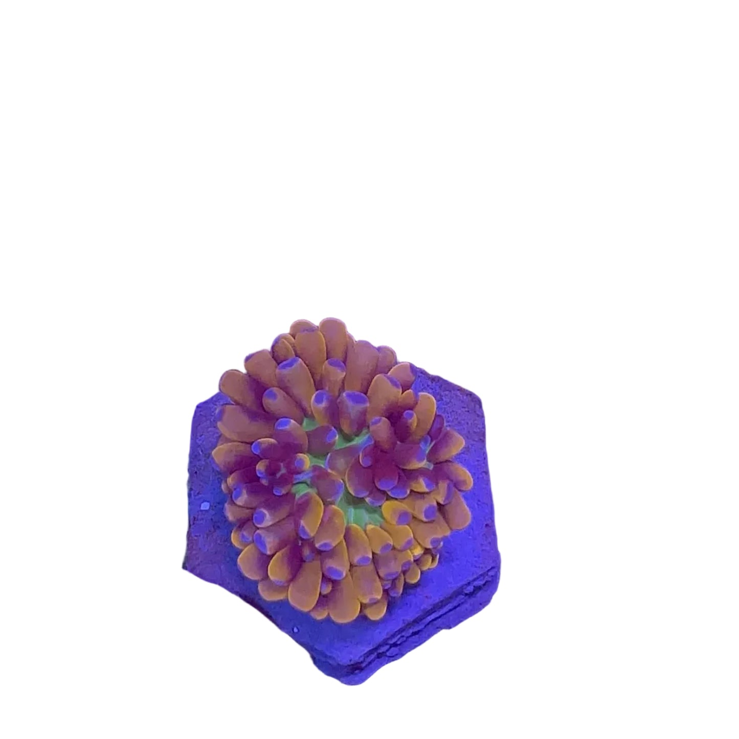 Cristata Gold Torch