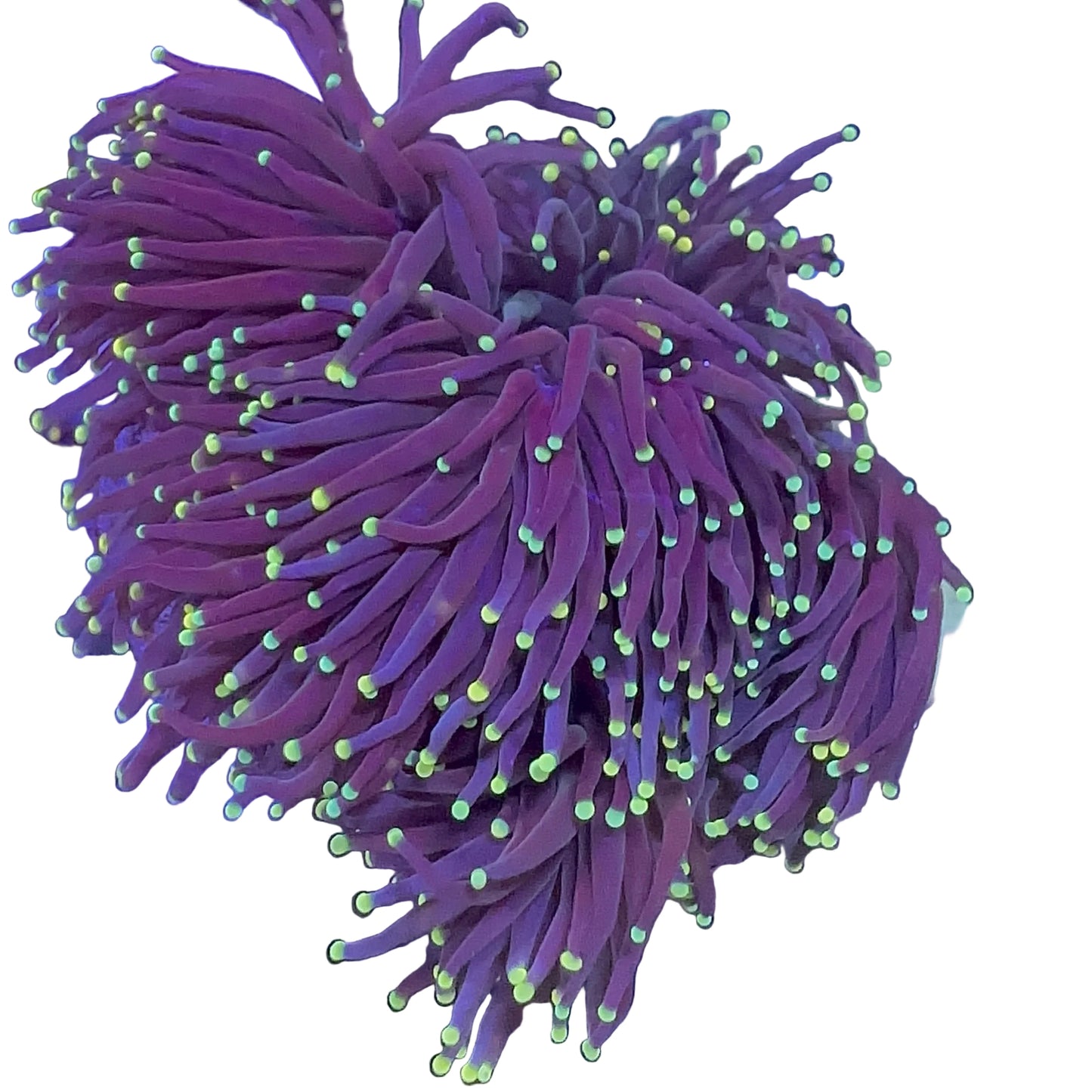 Mix Torch Coral