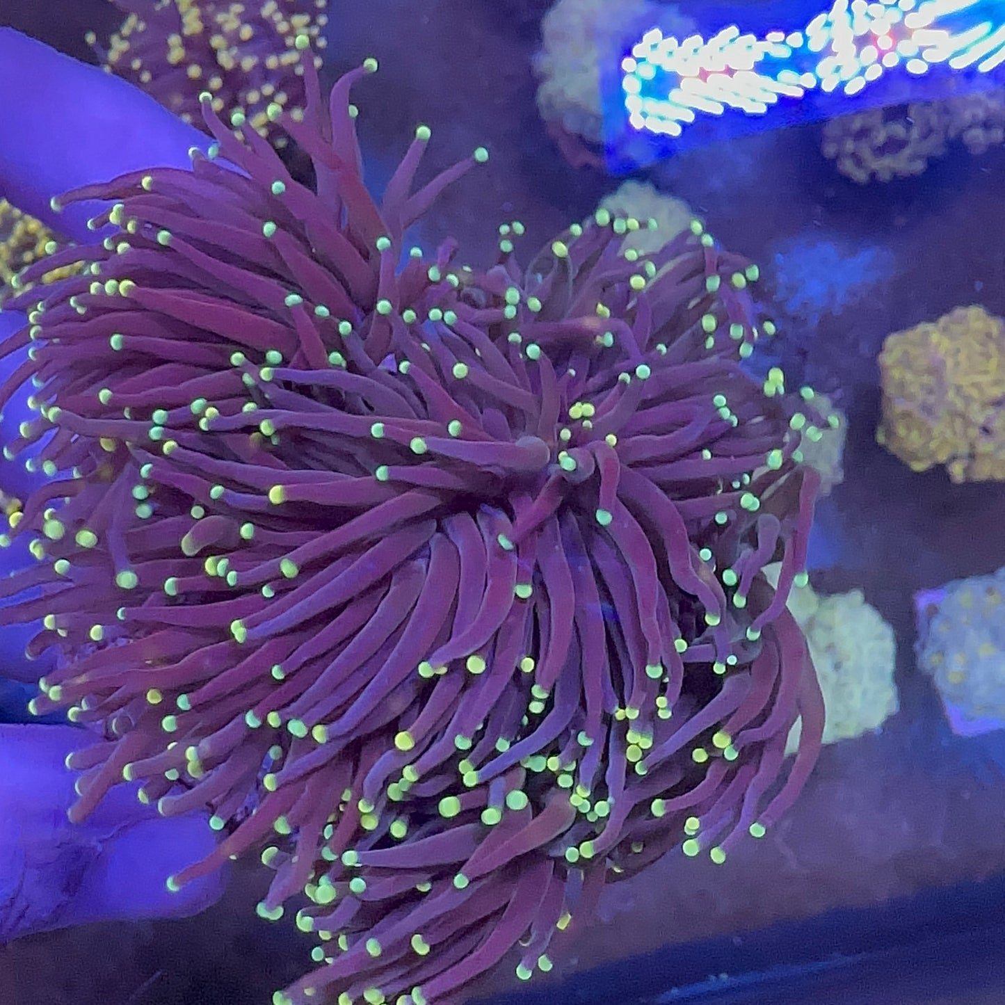 Mix Torch Coral