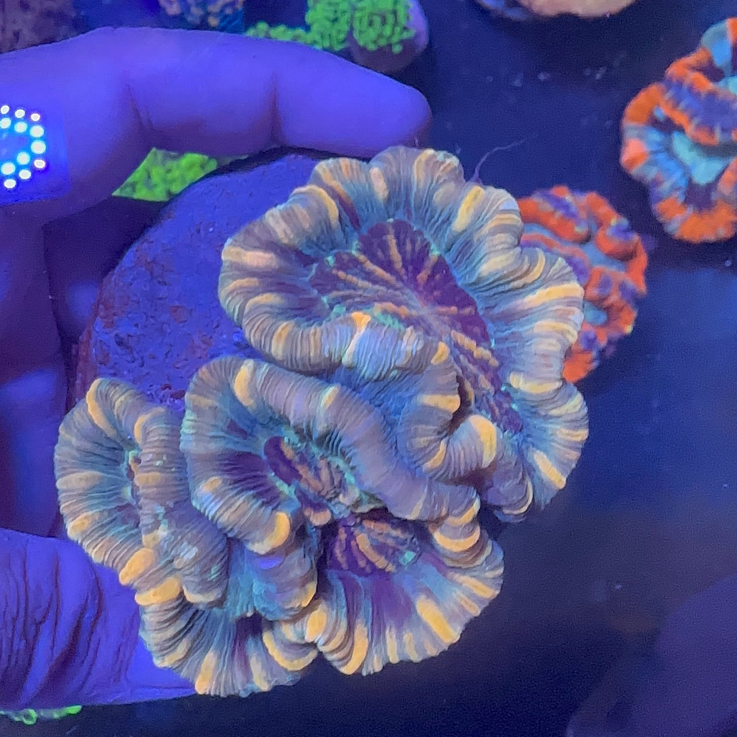 Brain Coral (Trachyphyllia ) Premium