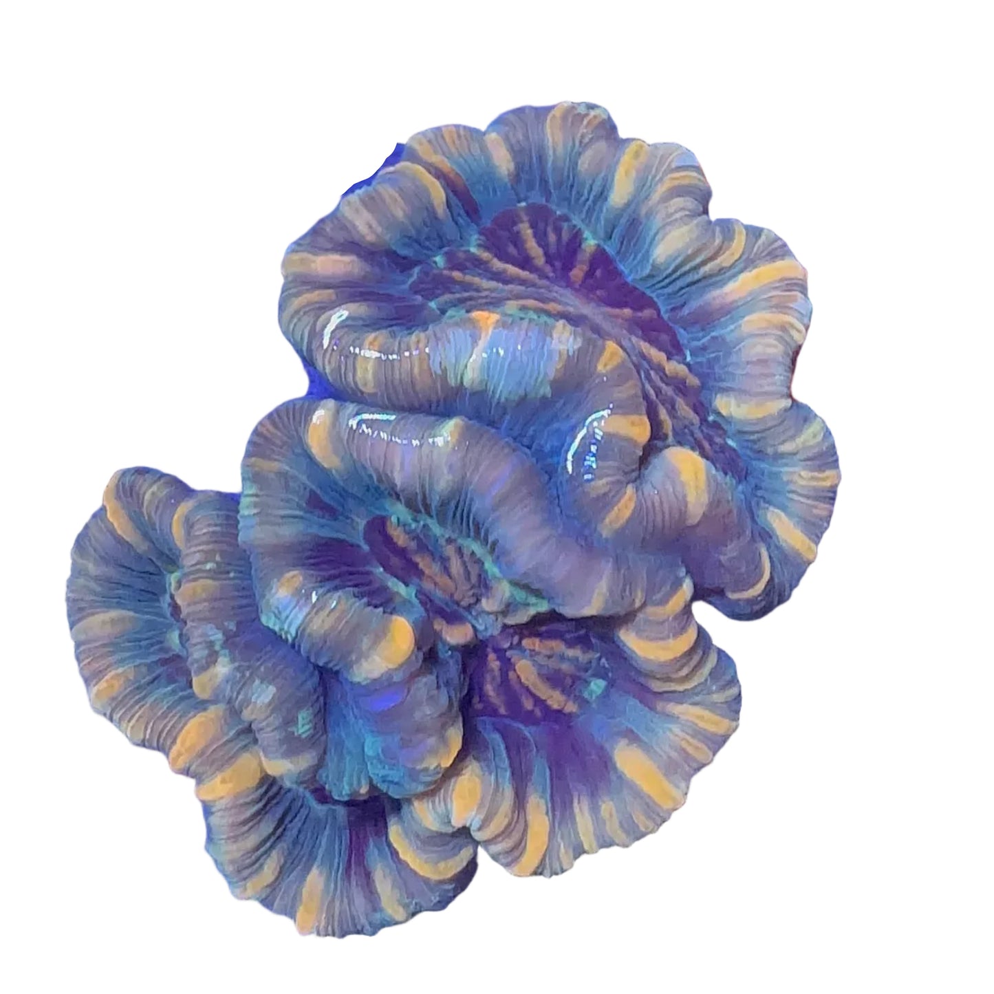 Brain Coral (Trachyphyllia ) Premium