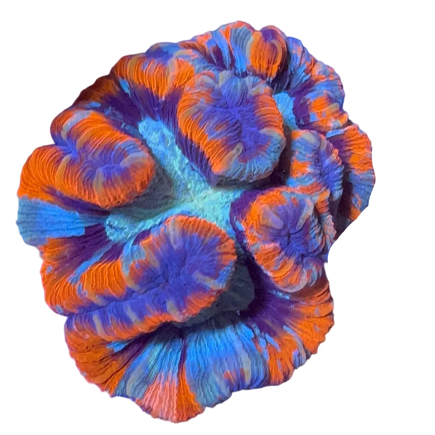 Brain Coral (Trachyphyllia ) Premium