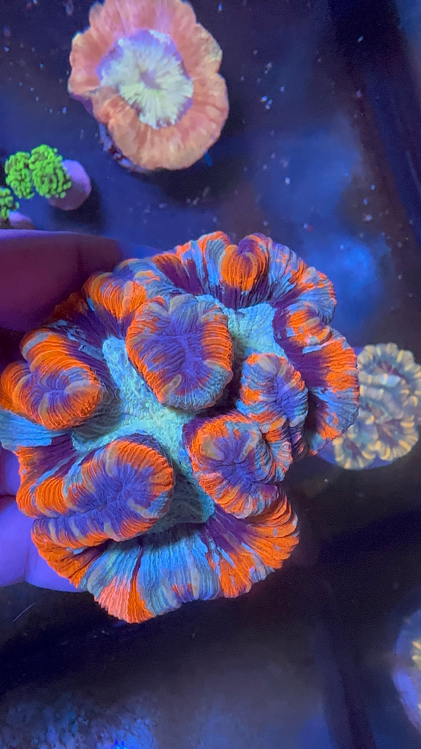 Brain Coral (Trachyphyllia ) Premium