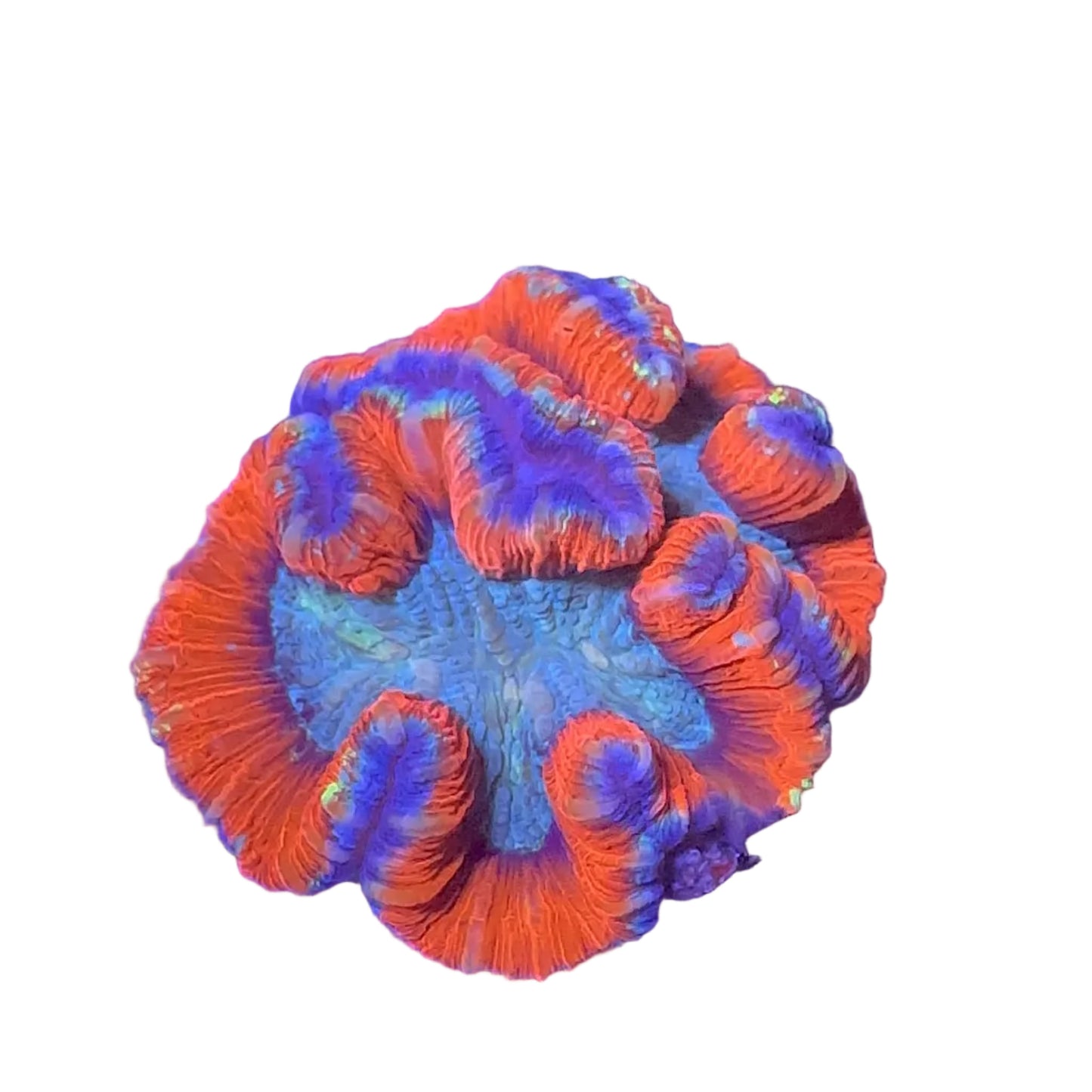 Brain Coral (Trachyphyllia ) Premium
