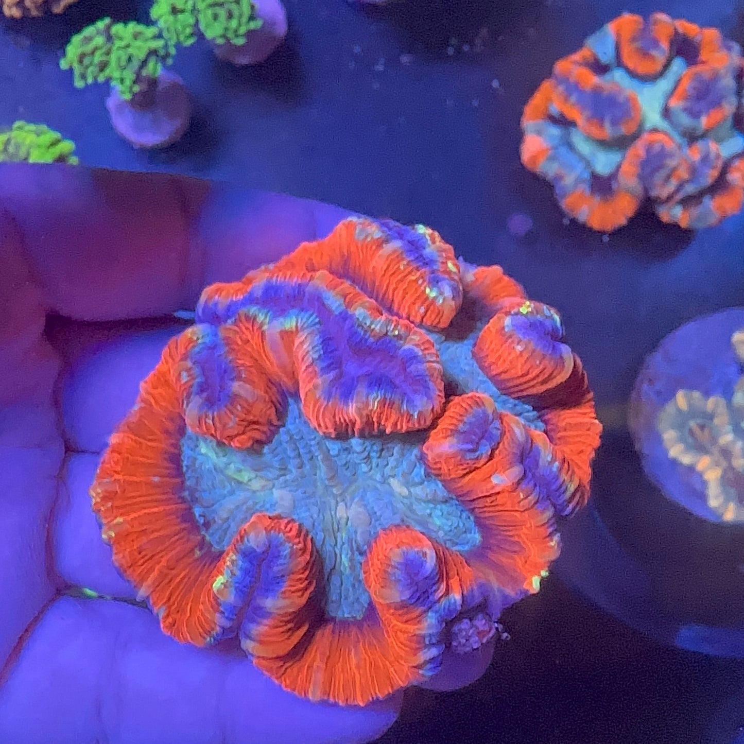 Brain Coral (Trachyphyllia ) Premium