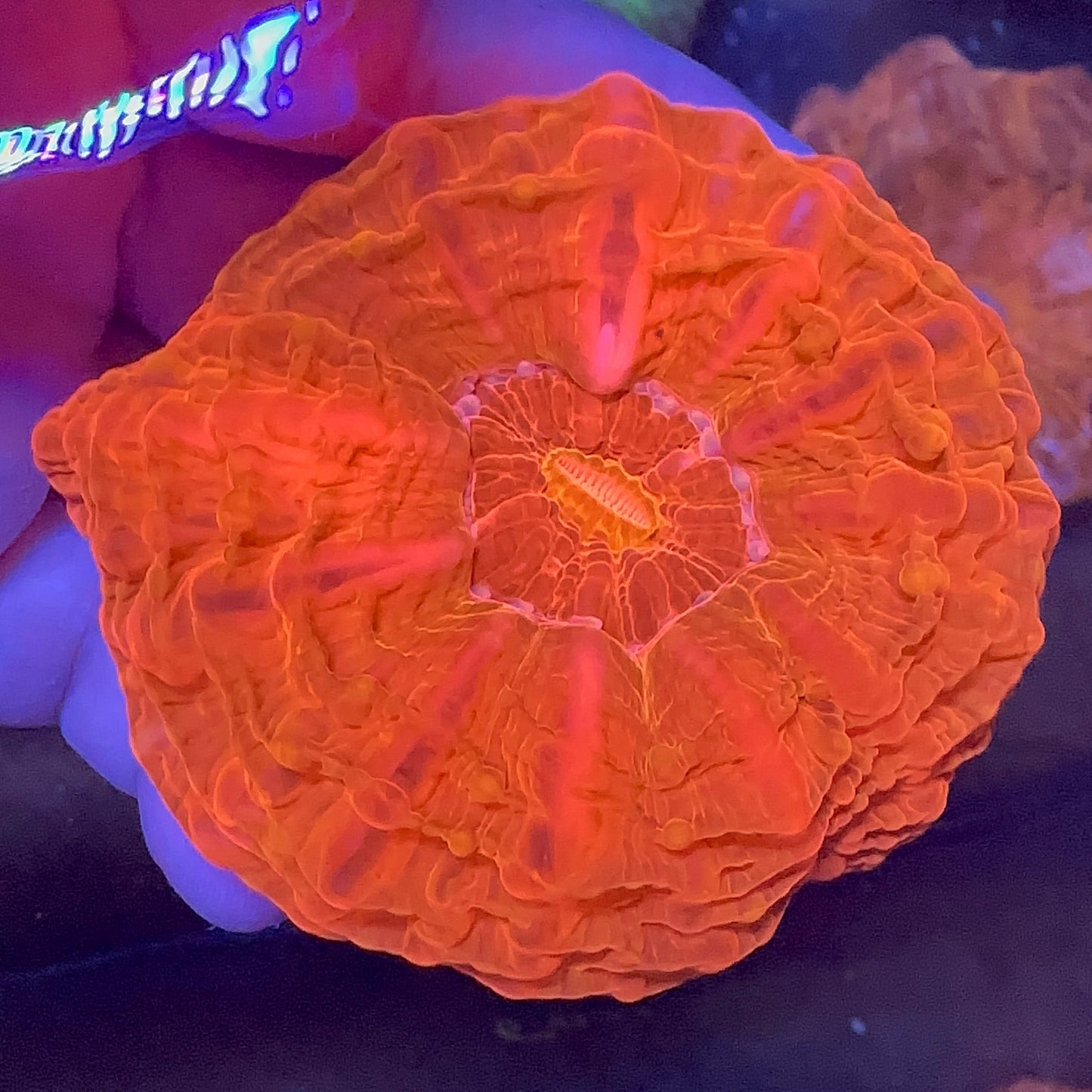 Cynarina Coral