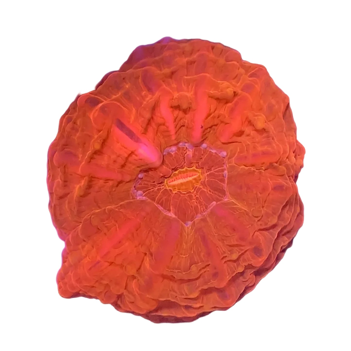 Cynarina Coral