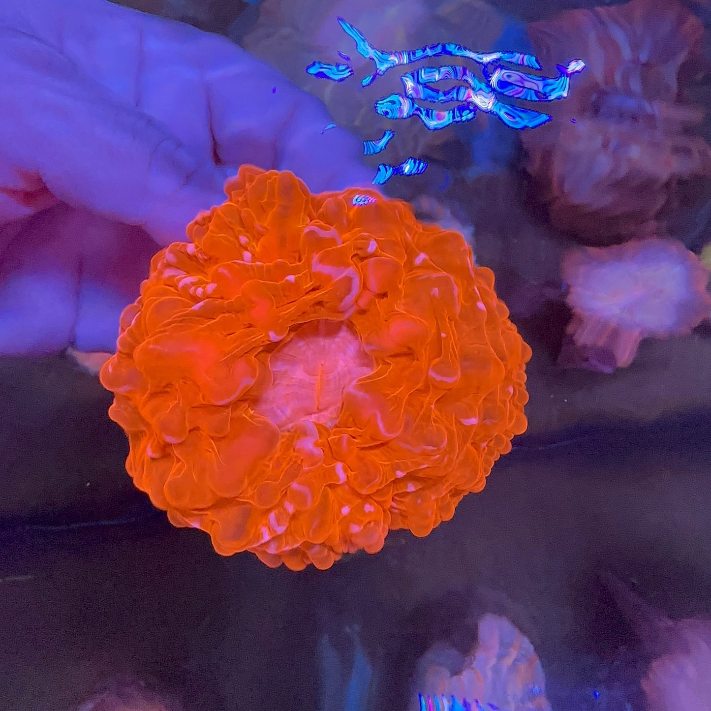 Cynarina Coral