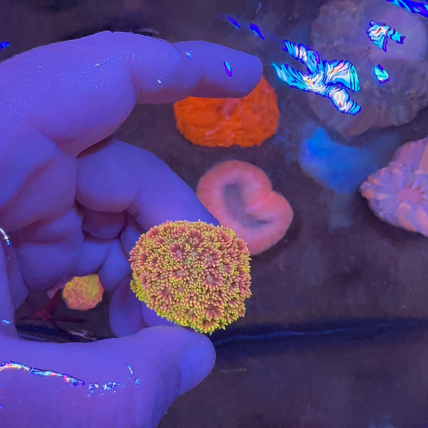 Goniopora Rainbow