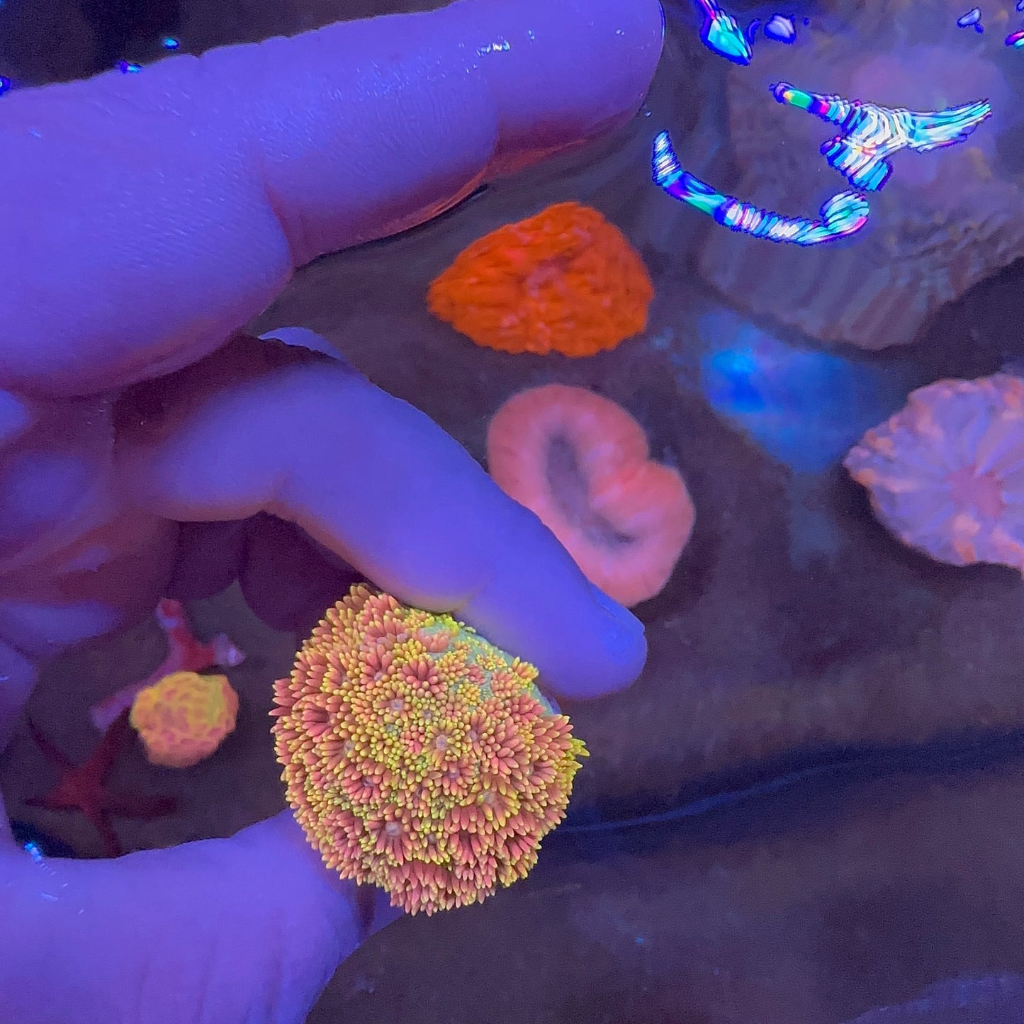 Goniopora Rainbow