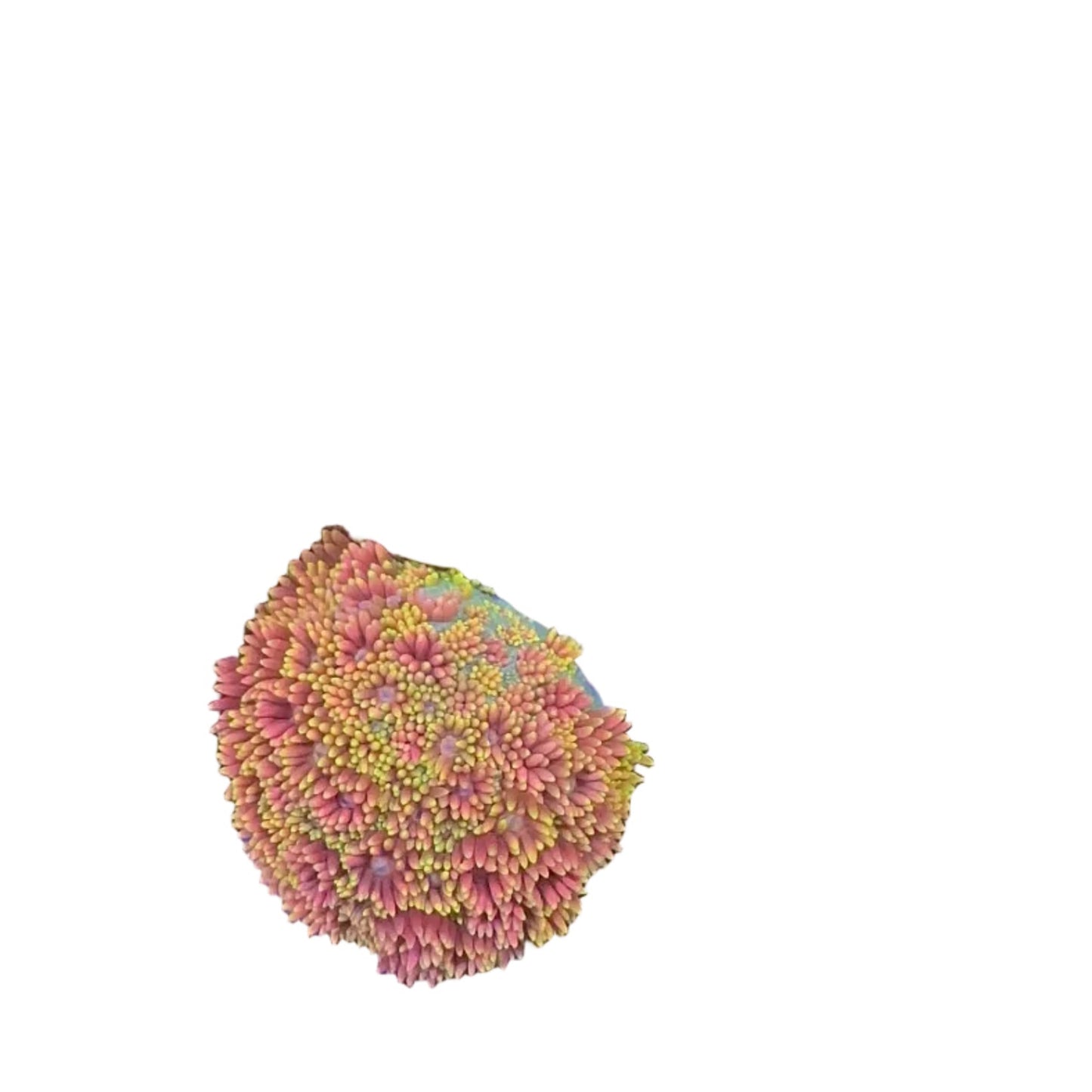 Goniopora Rainbow