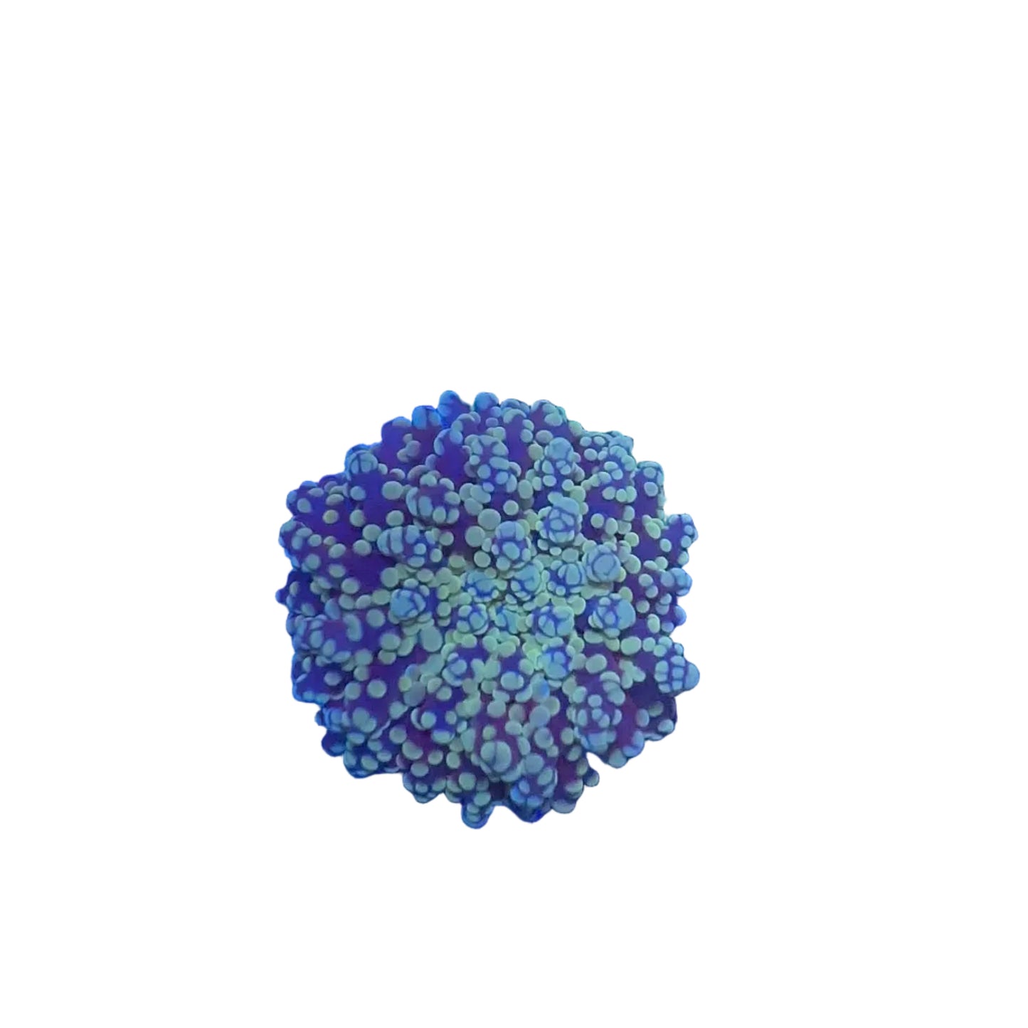 Frogspawn Branch
