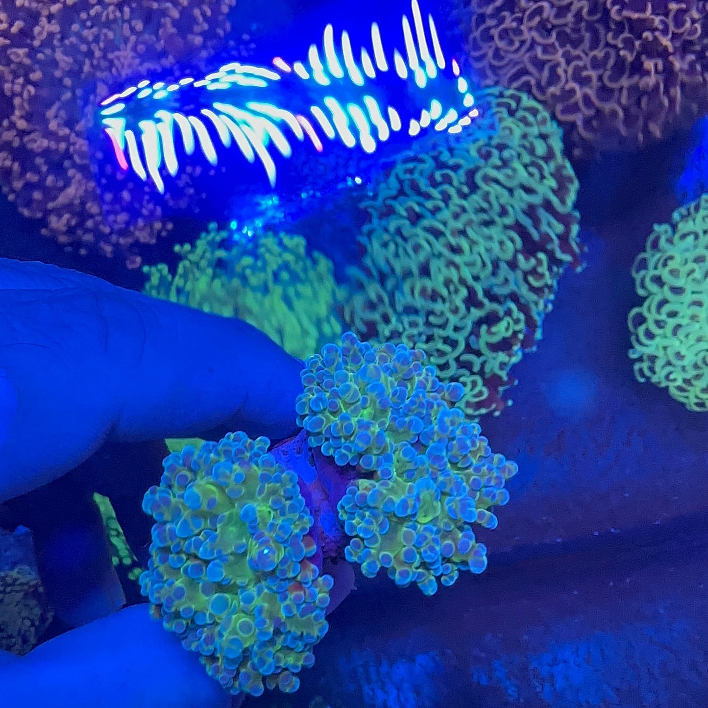 Frogspawn Branch
