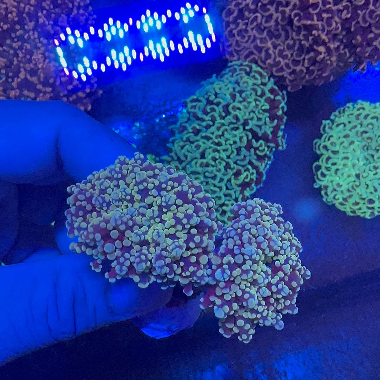 Frogspawn Branch