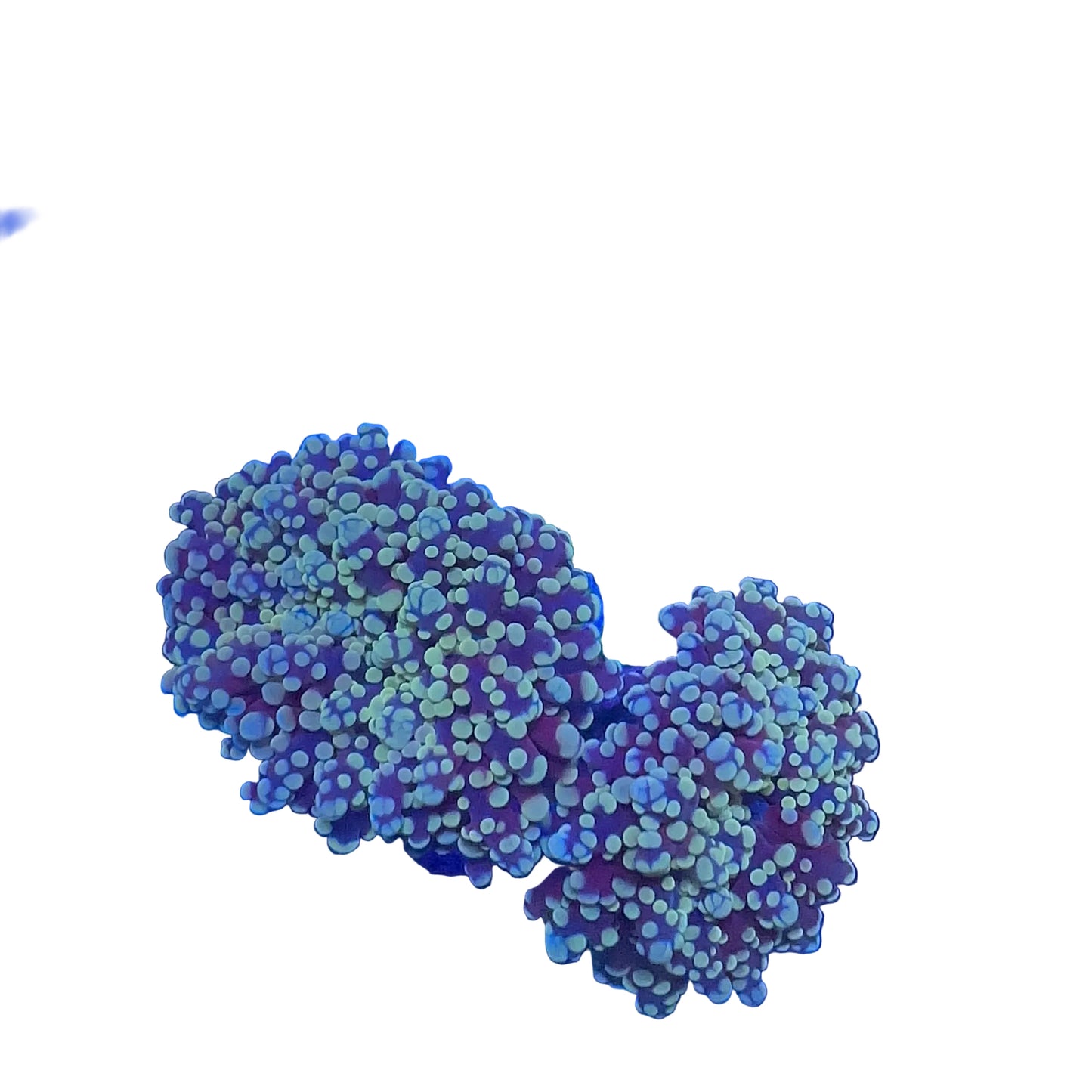 Frogspawn Branch