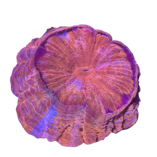 Acanthophyllia Coral (Donut)