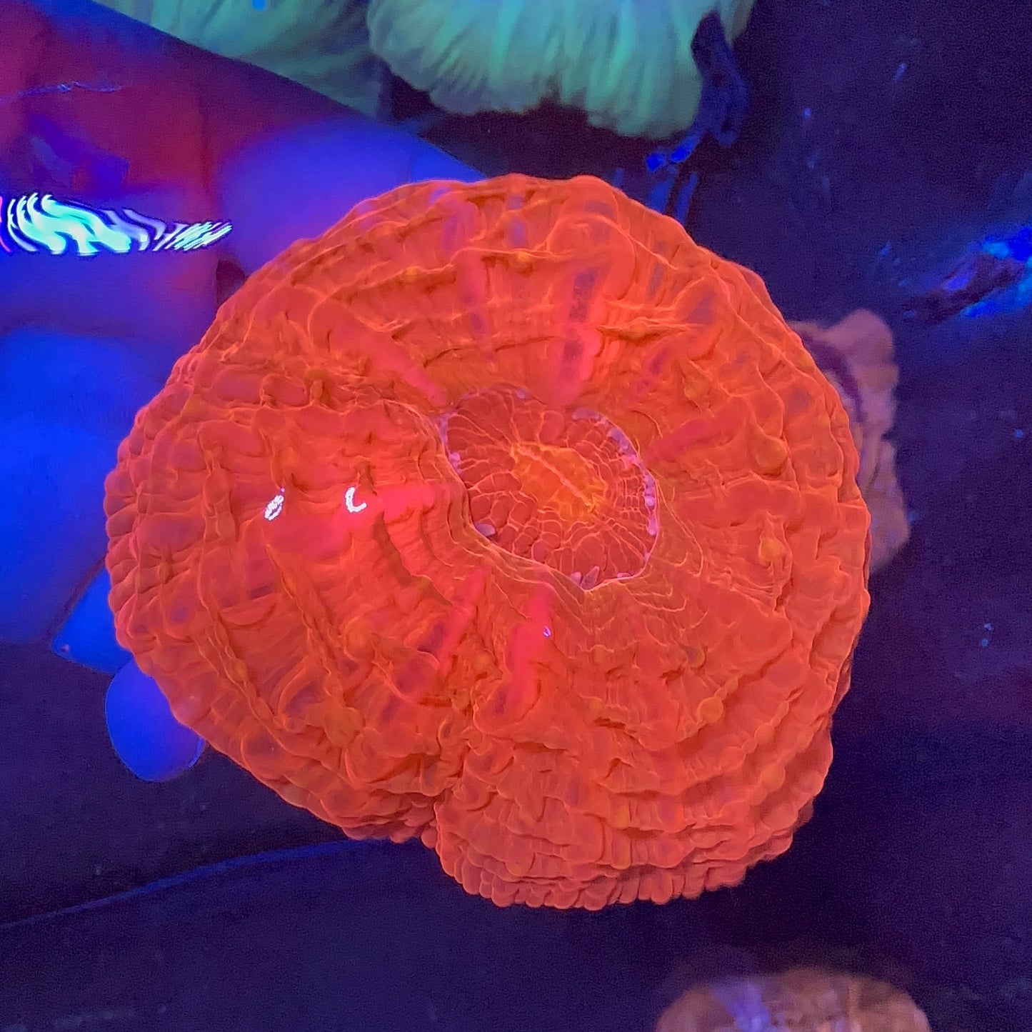 Cynarina Coral