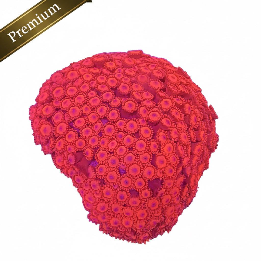 Goniopora Metalic Red