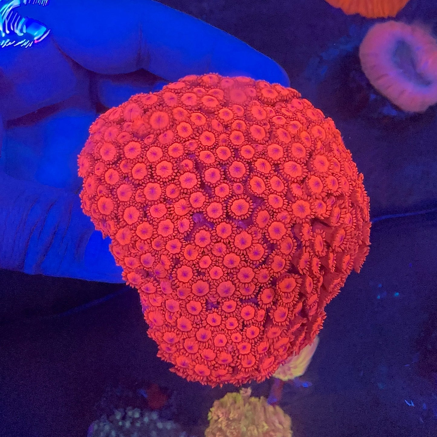 Goniopora Metalic Red