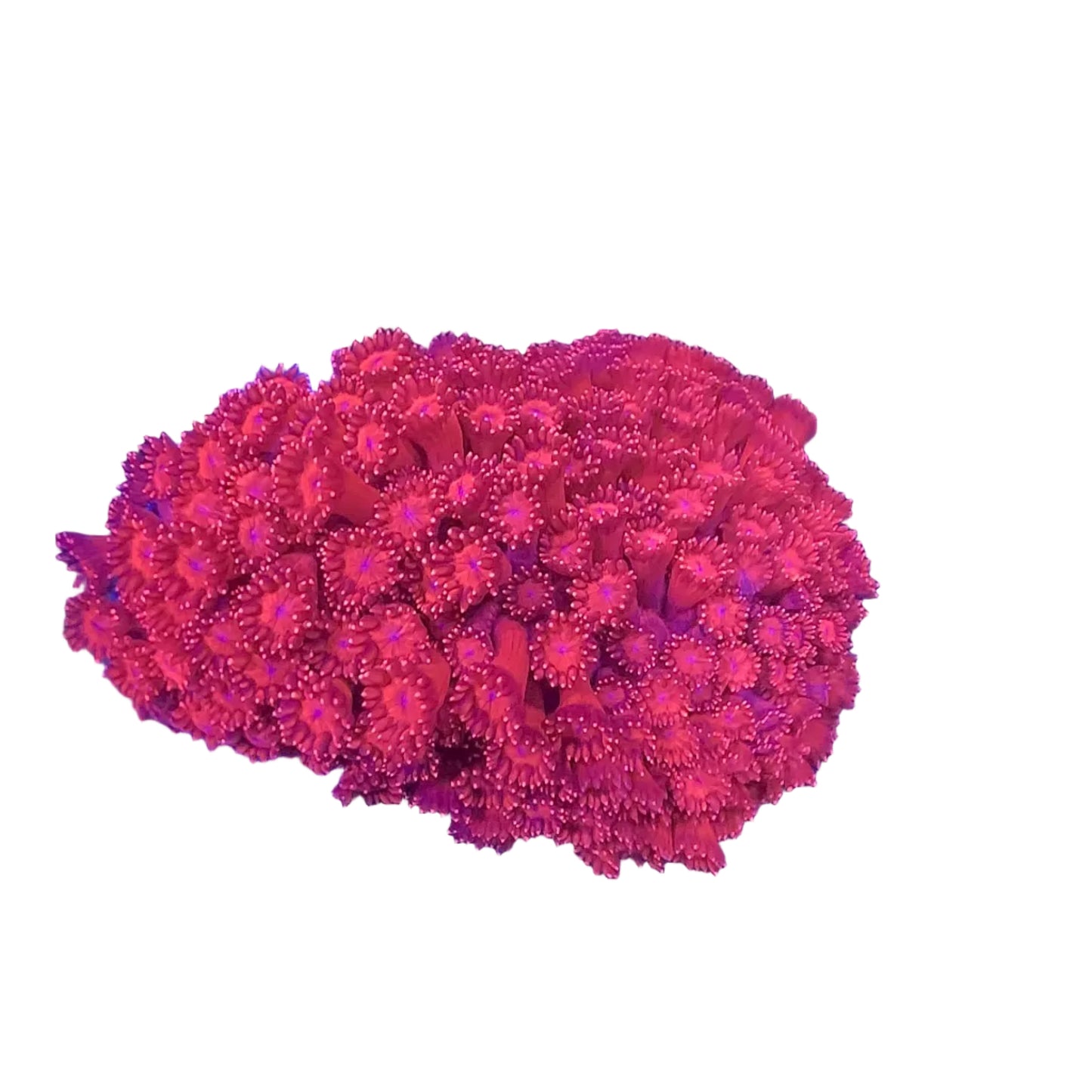 Goniopora Metalic Red