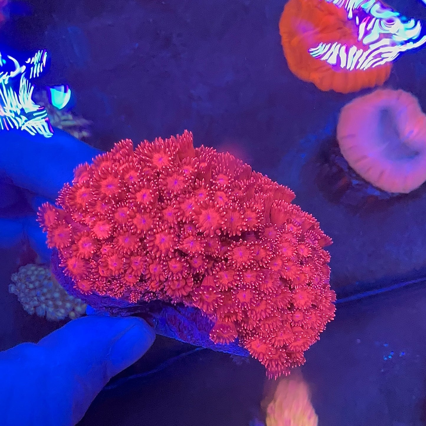 Goniopora Metalic Red