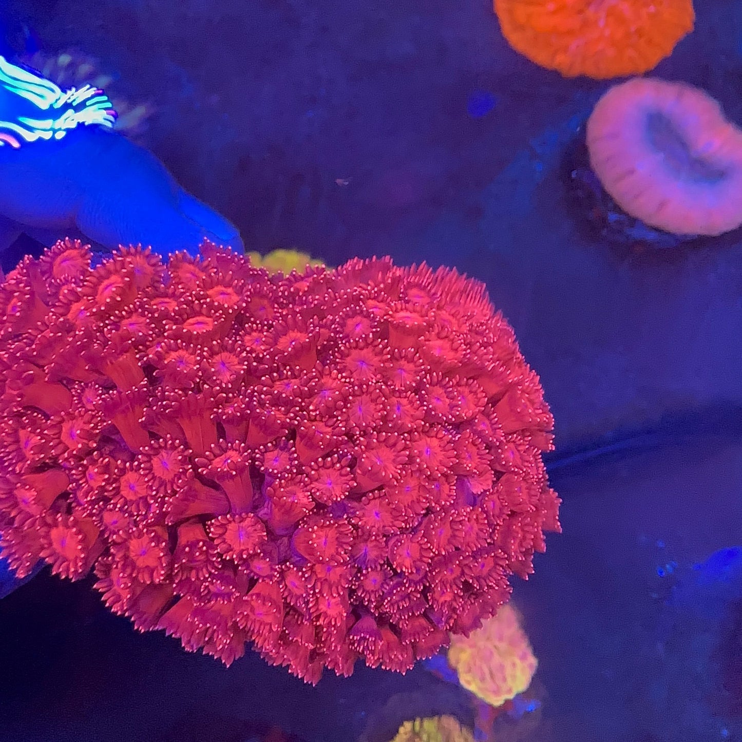 Goniopora Metalic Red