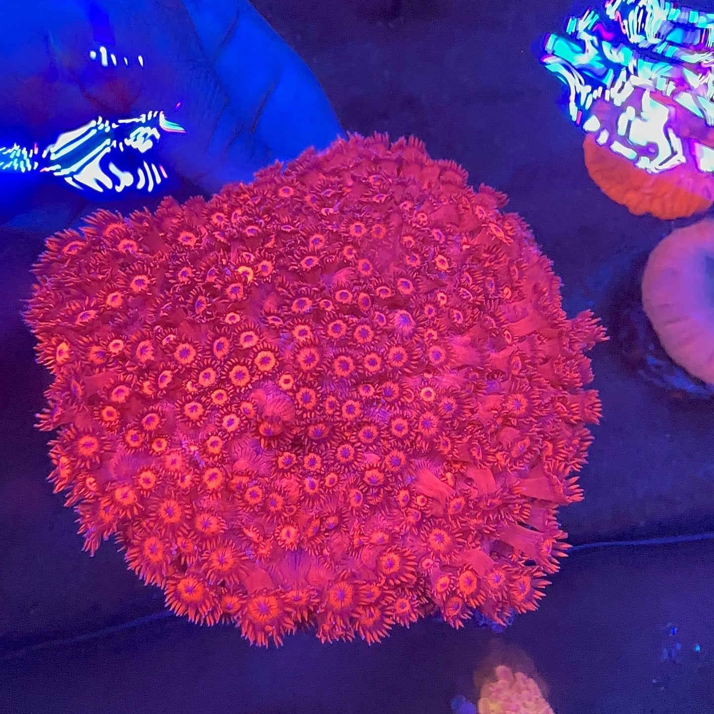 Goniopora Metalic Red